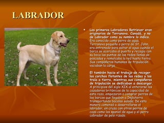LABRADOR Los primeros Labradores Retriever eran originarios de Terranova, Canadá, y no de Labrador como su nombre lo indica.  Era conocido como perro de agua, Terranova pequeño o perro de St. John, era entrenado para saltar al agua cuando el barco se acercaba al puerto y recogía con su boca las puntas de las redes llenas de pescados y remolcaba la red hasta tierra. Sus compañeros humanos de tripulación vaciaban la carga.  El también hacia el trabajo de recoger los corchos flotantes de las redes y los traía a tierra, mientras sus compañeros de tripulación se dedicaban a descargar.  A principios del siglo XIX al enterarse los cazadores británicos de la capacidad de esta raza, empezaron a comprar perros de los barcos que llegaban a Inglaterra transportando bacalao salado; De esta manera comenzó a desarrollarse el labrador, en cruza con otros perros de caza como los spaniel de agua y el perro cobrador de pelo rizado.  