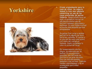 Yorkshire Criado originalmente para la caza de ratas. Su aspecto inusual lo hizo mas adelante convertirse en una de las razas preferidas de perros falderos.  Desarrollado hace un siglo, el yorkshire terrier es una mezcla misteriosa de terriers ingleses, escoceses y malteses. La raza faldera actual es mucho más pequeña que sus antepasados.  Su pelaje fino, largo y sedoso partido en la espina cae lacio hacia los costados. El cuerpo y la cola son de color azul acero, y el resto del cuerpo es tostado. Suele cortársele la cola a la mitad del largo.  De temperamento alerta y alegre, es admirado por su lealtad. Es un excelente guardián, que defiende su territorio con gran decisión. Pero los ladridos pueden molestar a los vecinos. También tiende a mordisquear y no es aconsejable para niños pequeños.  