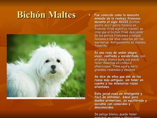 Bichón Maltes Fue conocido como la mascota mimada de la realeza francesa durante el siglo XVIII  (bichon quiere decir perro faldero en francés; frisé significa rizado), se cree que el bichon frisé desciende de los perros franceses o belgas llevados a las islas canarias por los marineros. Antiguamente se llamaba Tenerife.  Es una raza de andar alegre, vivaz, confiada y encabritada , con un pelaje blanco puro que puede tener manchas en crema o albaricoque. Tiene ojos y nariz grandes, redondos y oscuros.  Se dice de ellos que son de las razas más antiguas, sin tener en cuenta a las milenarias razas orientales.  Esta jovial raza es inteligente y fácil de entrenar. Ideal para dueños primerizos, es equilibrado y sociable con conocidos y desconocidos.  De pelaje blanco, puede tener manchas en crema o albaricoque. Tiene ojos y nariz grandes, redondos y oscuros.  