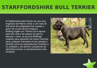 STARFFORDSHIRE BULL TERRIER El Staffordshire Bull Terrier es una raza originaria del  Reino Unido  y con más de 200 años de antigüedad fue creada a partir de cruces de los antiguos  Bulldog inglés  con  Terriers  de la época para dar vida a las peleas de perros, tejones u osos, ya que los  Bulldogs  (usados para aguantar las reses mientras para cualquier menester en las granjas o también para los espectáculos) mordían y no soltaban y los terriers (cazadores de alimañas) tenían un temperamento más intrépido. 