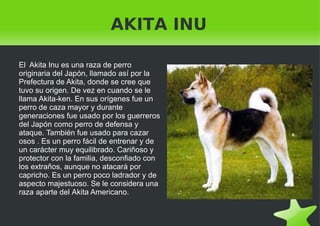AKITA INU El  Akita Inu  es una raza de  perro  originaria del  Japón , llamado así por la  Prefectura de Akita , donde se cree que tuvo su origen. De vez en cuando se le llama Akita-ken. En sus orígenes fue un perro de caza mayor y durante generaciones fue usado por los guerreros del Japón como perro de defensa y ataque. También fue usado para cazar osos . Es un perro fácil de entrenar y de un carácter muy equilibrado. Cariñoso y protector con la familia, desconfiado con los extraños, aunque no atacará por capricho. Es un perro poco ladrador y de aspecto majestuoso. Se le considera una raza aparte del  Akita Americano . 