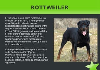 ROTTWEILER El rottweiler es un perro molosoide. La hembra pesa en torno a 40 kg y mide entre 56 y 63 cm hasta la cruz, considerándose óptima una altura entre 60 y 61 centímetros. El macho pesa en torno a 50 kilogramos y mide entre 61 y 68 cm, siendo deseable dentro del estándar que mida entre 65 y 66 cm, capaz de generar una fuerza en su mordida de alrededor de 150 Kg-F en el radio de su boca. La longitud del tronco según el estándar de la Federación Cinológica Internacional no debería superar a la altura en más de un 15%. Esta se mide desde el esternón hasta la protuberancia isquiática. 