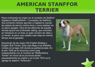 AMERICAN STANFFOR TERRIER Raza molosoide de origen en el condado de Stafford Inglaterra (StaffordShire = Condaddo de Stafford). Sus primeros indicios apuntan a Inglaterra cuando las peleas de perros contra toros u osos estaban en su pleno apogeo. Otra de las aficiones de aquella remota época era el llamado ratting, que consistía en introducir en un foso un gran número de ratas y un terrier: el perro que matara más ratas en menos tiempo era el ganador. Desciende de las razas Old English Bulldog y English Bull Terrier. Esta raza llega a los Estados Unidos en el siglo XIX donde es perfeccionada. En el año 1936 se la reconoce como raza independiente con el nombre de "Staffordshire Terrier" en honor de la provincia donde supuestamente se originó y en el año 1972 se le agrega el adjetivo "American". 