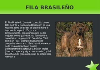 FILA BRASILEÑO El Fila Brasileño (también conocido como Cão de Fila y Cabeçudo Boiadeiro) es una raza de perro de Brasil de gran tamaño e imponente aspecto. Es, por su temperamento, considerado uno de los mejores como guardián. Su fidelidad se convirtió en un proverbio Brasileño: "Fiel como un Fila". Siempre buscando la compañía de su amo. Esta raza fue creada de la cruza del Antiguo Buldog ( temperamento agresivo ), Mastin Inglés ( fuerza corporal y vigor para morder ) y del Bloodhound ( gran capacidad de olfato para rastrear ). 