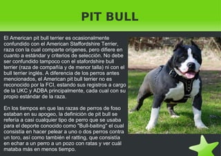 PIT BULL El American pit bull terrier es ocasionalmente confundido con el American Staffordshire Terrier, raza con la cual comparte orígenes, pero difiere en cuanto a estándar y criterios de selección. No debe ser confundido tampoco con el stafordshire bull terrier (raza de compañía y de menor talla) ni con el bull terrier inglés. A diferencia de los perros antes mencionados, el American pit bull terrier no es reconocido por la FCI, estando sus registros a cargo de la UKC y ADBA principalmente, cada cual con su propio estándar de la raza. En los tiempos en que las razas de perros de foso estaban en su apogeo, la definición de pit bull se refería a casi cualquier tipo de perro que se usaba para el deporte conocido como "Bull-baiting" el cual consistía en hacer pelear a uno o dos perros contra un toro, así como también el ratting, que consistía en echar a un perro a un pozo con ratas y ver cuál mataba más en menos tiempo. 