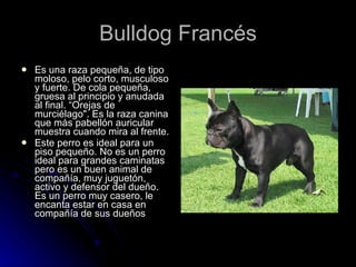 Bulldog Francés Es una raza pequeña, de tipo moloso, pelo corto, musculoso y fuerte. De cola pequeña, gruesa al principio y anudada al final. “Orejas de murciélago". Es la raza canina que más pabellón auricular muestra cuando mira al frente.  Este perro es ideal para un piso pequeño. No es un perro ideal para grandes caminatas pero es un buen animal de compañía, muy juguetón, activo y defensor del dueño. Es un perro muy casero, le encanta estar en casa en compañía de sus dueños  