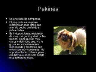 Pekinés Es una raza de compañía. El pequinés es un perro rectangular, más largo que alto, de pecho profundo y patas cortas. Es independiente, testarudo, de muy mal genio y dado a las rutinas. Tiene gustos muy claros y definidos que. No le gusta ser excesivamente manoseada y los tratos con niños son muy complejos. No soportan llevar collares, para ello hay que ponérselo desde muy temprana edad. 