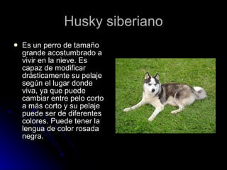 Husky siberiano Es un perro de tamaño grande acostumbrado a vivir en la nieve. Es capaz de modificar drásticamente su pelaje según el lugar donde viva, ya que puede cambiar entre pelo corto a más corto y su pelaje puede ser de diferentes colores. Puede tener la lengua de color rosada negra.  