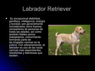 Labrador Retriever  Su excepcional afabilidad, gentileza, inteligencia, energía y bondad, son generalmente considerados como buenos compañeros de personas de todas las edades, así como también fiables perros trabajadores, comúnmente formando parte de las brigadas caninas en la policía. Con adiestramiento, el labrador es una de las razas caninas más dependientes, obedientes y talentosas que existen. 