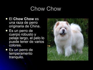 Chow Chow  El  Chow Chow  es una raza de perro originaria de China.  Es un perro de cuerpo robusto y pelaje largo, el pelo lo puede tener de varios colores. Es un perro de temperamento tranquilo.  