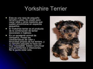 Yorkshire Terrier  Esta es una raza de pequeño tamaño y peso. Es usado para cazar ratas y otros roedores que suelen encontrarse en espacios pequeños.  El Yorkshire terrier es el producto de la combinación de terrier escoceses e ingleses. Es un excelente animal de compañía. Posee las características de valor y tenacidad propias de los terriers, y su tamaño pequeño le hace ser muy manejable. Saben comunicar sus sentimientos e intenciones. No le gusta estar solo. 