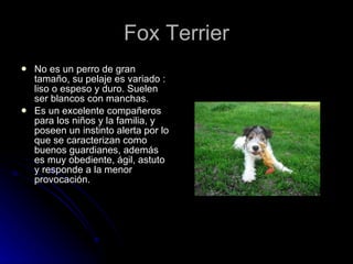 Fox Terrier No es un perro de gran tamaño, su pelaje es variado : liso o espeso y duro. Suelen ser blancos con manchas. Es un excelente compañeros para los niños y la familia, y poseen un instinto alerta por lo que se caracterizan como buenos guardianes, además es muy obediente, ágil, astuto y responde a la menor provocación.  
