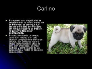 Carlino   Este perro casi de peluche es adorable con lo niños; como no es belicoso, se cree que fue creado solo para ser mascota sin ningún objetivo de trabajo, le gusta y adora estar acompañado.  Esta raza es fuerte de cuerpo cuadrado, macizo y un pelo bruñido  que puede ser de varios colores, con el hocico negro y orejas aterciopeladas. Lleva la cola bien enroscada. El andar garboso y bamboleante de las patas cortas y rectas es bastante característico.  