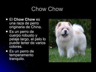Chow Chow  <ul><li>El  Chow Chow  es una raza de perro originaria de China.  </li></ul><ul><li>Es un perro de cuerpo robus...