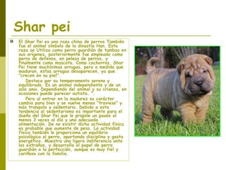 Shar pei El Shar Pei es una raza china de perros También fue el animal símbolo de la dinastía Han. Esta raza se Utiliza como perro guardián de tumbas en sus orígenes, posteriormente fue empleado como perro de defensa, en peleas de perros, y finalmente como mascota. Como cachorros, Shar Pei tiene muchísimas arrugas, pero a medida que maduran, estas arrugas desaparecen, ya que "crecen en su piel".  Destaca por su temperamento sereno y equilibrado. Es un animal independiente y de un solo amo. Dependiendo del animal y su crianza, en ocasiones puede parecer autista. ". Pero al entrar en la madurez su carácter cambia para bien y se vuelve menos "travieso" y más tranquilo y sedentario. Debido a esta tendencia al sedentarismo es importante para el dueño del Shar Pei que le propine un paseo al menos 3 veces al día y una adecuada alimentación. De no existir dicha actividad física es probable que aumente de peso. La actividad física también le proporciona un equilibrio psicológico al perro, aportando disciplina y gasto energético. Muestra una ligera indiferencia ante los extraños, y desarrolla el papel de perro guardián a la perfección, aunque es muy fiel y cariñoso con la familia. 