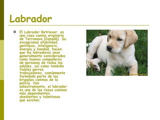 Labrador El Labrador Retriever, es una raza canina originaria de Terranova (Canadá). Su excepcional afabilidad, gentileza, inteligencia, energía y bondad, hacen que los labradores sean generalmente considerados como buenos compañeros de personas de todas las edades, así como también fiables perros trabajadores, comúnmente formando parte de las brigadas caninas de la policía. Con adiestramiento, el labrador es una de las razas caninas más dependientes, obedientes y talentosas que existen. 