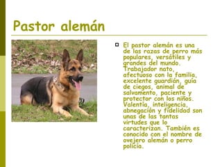 Pastor alemán El pastor alemán es una de las razas de perro más populares, versátiles y grandes del mundo. Trabajador nato, afectuoso con la familia, excelente guardián, guía de ciegos, animal de salvamento, paciente y protector con los niños. Valentía, inteligencia, abnegación y fidelidad son unas de las tantas virtudes que lo caracterizan. También es conocido con el nombre de ovejero alemán o perro policía. 