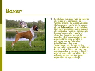 Boxer Los bóxer son una raza de perros de trabajo y compañía, de tamaño medio, de origen Alemán. Obtenida por medio de la cruza de un  Bullenbeisser  y un bulldog. Son muy apropiados como perros de compañía, familia, además de buenos perros de trabajo y deporte, también sirven de guardia. Son recomendados por especialistas para ayudar a personas con deficiencias psicológicas.. Son muy juguetones, por lo que no les gusta estar encerrados, prefieren estar al aire libre, por eso hay que pasearlos a menudo y hacer algo de ejercicio con ellos. Son además perros con una gran capacidad de aprendizaje. 