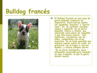 Bulldog francés El Bulldog Francés es una raza de perro pequeña originaria de Inglaterra. Estos perros suelen ser apodados "payasos" o "perros rana". Es  de carácter sociable, alegre y juguetón. Es un perro pequeño, cómico y afable, que sobresale como perro de compañía y que sólo busca afecto.  Son amistosos, excelentes con los niños, compatibles con otras mascotas. Es un buen guardián que ladrará cuando sienta un ruido; es protector con el hogar y con sus dueños, y estará siempre alerta.  Es un perro inteligente, pero altamente testarudo pero también es muy tranquilo, al que le gusta dormir mucho.  