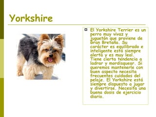 Yorkshire El Yorkshire Terrier es un perro muy vivaz y juguetón que proviene de Gran Bretaña. Su carácter es equilibrado e inteligente está siempre alerta y es muy leal. Tiene cierta tendencia a ladrar y mordisquear. Si queremos mantenerle con buen aspecto necesita frecuentes cuidados del pelaje. El Yorkshire está siempre dispuesto a jugar y divertirse. Necesita una buena dosis de ejercicio diario. 