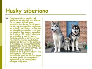 Husky siberiano Originario de la región del estrecho de Bering, en Siberia. Es un perro idóneo para soportar las duras condiciones de la vida en aquellas regiones: un animal resistente, se agrupa en pequeñas manadas, y al que no asustan las largas jornadas de trabajo. El Husky siberiano es amigable y gentil, pero también alerta y extrovertido. No manifiesta las cualidades posesivas del perro de guardia, ni tampoco es exageradamente desconfiado hacia los extraños o agresivo con otros perros. Se espera cierta reserva y dignidad en el perro adulto. Su inteligencia, docilidad y disposición para el placer hacen de este perro un compañero agradable y un trabajador siempre dispuesto.   