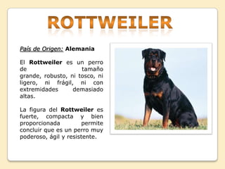 País de Origen: Alemania
El Rottweiler es un perro
de tamaño
grande, robusto, ni tosco, ni
ligero, ni frágil, ni con
extremidades demasiado
altas.
La figura del Rottweiler es
fuerte, compacta y bien
proporcionada permite
concluir que es un perro muy
poderoso, ágil y resistente.
 