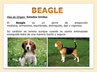 País de Origen: Estados Unidos
El Beagle es un perro de proporción
mediana, armonioso, equilibrado, distinguido, ágil y vigoroso.
Su carácter es sereno aunque cuando se siente amenazado
enseguida ladra de una manera fuerte y segura.
 