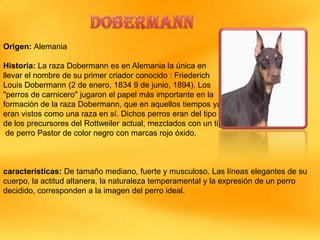 Origen: Alemania
Historia: La raza Dobermann es en Alemania la única en
llevar el nombre de su primer criador conocido : Friederich
Louis Dobermann (2 de enero, 1834 9 de junio, 1894). Los
"perros de carnicero" jugaron el papel más importante en la
formación de la raza Dobermann, que en aquellos tiempos ya
eran vistos como una raza en sí. Dichos perros eran del tipo
de los precursores del Rottweiler actual, mezclados con un tipo
de perro Pastor de color negro con marcas rojo óxido.

características: De tamaño mediano, fuerte y musculoso. Las líneas elegantes de su
cuerpo, la actitud altanera, la naturaleza temperamental y la expresión de un perro
decidido, corresponden a la imagen del perro ideal.

 
