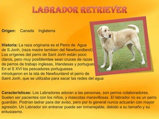 Origen:

Canada

Inglaterra

Historia: La raza originaria es el Perro de Agua
de S.Jonh, (raza madre tambien del Newfoundland).
Los orígenes del perro de Sant Jonh están poco
claros, pero muy posiblemtee sean cruces de razas
de perros de trabajo inglesas, Irlandesas y portuguesas.
En el S XVI los pescadores portugueses
introdujeron en la isla de Newfounland el perro de
Saint Jonh, que se utilizaba para sacar las redes del agua

Características: Los Labradores adoran a las personas, son perros colaboradores,
Suelen ser pacientes con los niños, y mascotas maravillosas. El labrador no es un perro
guardián. Podrían ladrar para dar aviso, pero por lo general nunca actuarán con mayor
agresión. Un Labrador sin entrenar puede ser inmanejable, debido a su tamaño y su
entusiasmo.

 