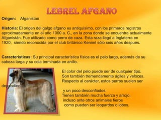 Origen:

Afganistan

Historia: El origen del galgo afgano es antiquísimo, con los primeros registros
aproximadamente en el año 1000 a. C., en la zona donde se encuentra actualmente
Afganistán. Fue utilizado como perro de caza. Esta raza llegó a Inglaterra en
1920, siendo reconocida por el club británico Kennel sólo seis años después.

Características: Su principal característica física es el pelo largo, además de su
cabeza larga y su cola terminada en anillo.
El color del pelo puede ser de cualquier tipo.
Son también tremendamente ágiles y veloces.
Respecto al carácter, estos perros suelen ser
dependientes

y un poco desconfiados.
Tienen también mucha fuerza y arrojo,
incluso ante otros animales fieros
como pueden ser leopardos o lobos.

 