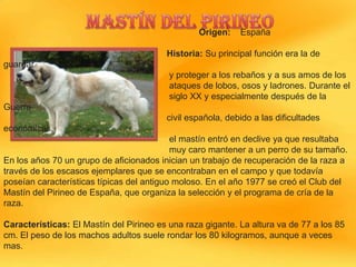 Origen:

España

Historia: Su principal función era la de
guardar
y proteger a los rebaños y a sus amos de los
ataques de lobos, osos y ladrones. Durante el
siglo XX y especialmente después de la
Guerra
civil española, debido a las dificultades
económicas,
el mastín entró en declive ya que resultaba
muy caro mantener a un perro de su tamaño.
En los años 70 un grupo de aficionados inician un trabajo de recuperación de la raza a
través de los escasos ejemplares que se encontraban en el campo y que todavía
poseían características típicas del antiguo moloso. En el año 1977 se creó el Club del
Mastín del Pirineo de España, que organiza la selección y el programa de cría de la
raza.
Características: El Mastín del Pirineo es una raza gigante. La altura va de 77 a los 85
cm. El peso de los machos adultos suele rondar los 80 kilogramos, aunque a veces
mas.

 