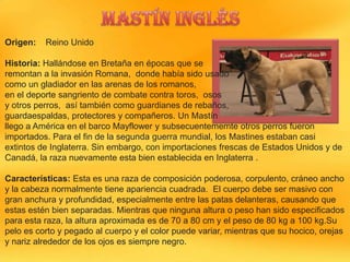 Origen:

Reino Unido

Historia: Hallándose en Bretaña en épocas que se
remontan a la invasión Romana, donde había sido usado
como un gladiador en las arenas de los romanos,
en el deporte sangriento de combate contra toros, osos
y otros perros, así también como guardianes de rebaños,
guardaespaldas, protectores y compañeros. Un Mastín
llego a América en el barco Mayflower y subsecuentememte otros perros fueron
importados. Para el fin de la segunda guerra mundial, los Mastines estaban casi
extintos de Inglaterra. Sin embargo, con importaciones frescas de Estados Unidos y de
Canadá, la raza nuevamente esta bien establecida en Inglaterra .
Características: Esta es una raza de composición poderosa, corpulento, cráneo ancho
y la cabeza normalmente tiene apariencia cuadrada. El cuerpo debe ser masivo con
gran anchura y profundidad, especialmente entre las patas delanteras, causando que
estas estén bien separadas. Mientras que ninguna altura o peso han sido especificados
para esta raza, la altura aproximada es de 70 a 80 cm y el peso de 80 kg a 100 kg.Su
pelo es corto y pegado al cuerpo y el color puede variar, mientras que su hocico, orejas
y nariz alrededor de los ojos es siempre negro.

 