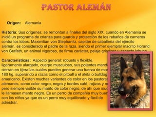 Origen:

Alemania

Historia: Sus orígenes: se remontan a finales del siglo XIX, cuando en Alemania se
inició un programa de crianza para guarda y protección de los rebaños de carneros
contra los lobos. Maximilian von Stephanitz, capitán de caballería del ejército
alemán, es considerado el padre de la raza, siendo el primer ejemplar inscrito Horand
von Grafath, un animal vigoroso, de firme carácter, pelaje grisáceo y aspecto lobuno.
Características: Aspecto general: robusto y flexible,
ligeramente alargado, cuerpo musculoso, sus potentes mandíbulas
cierran en tijera las cuales pueden generar una fuerza de mas de
180 kg, superando a razas como el pitbull o el akita o bulldog
americano. Existen muchas variantes de color en los pastores
alemanes, como color negro, negro y bordes café, rojizos y negro,
pero siempre visible su manto de color negro, de ahí que muchos
le llamasen manto negro. Es un perro de compañia muy bueno
con los niños ya que es un perro muy equilibrado y fácil de
adiestrar.

 