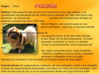 Origen:

China

Historia: Esta pequeña raza de perro es natural de la zona este asiática, y es
considerada una desviación de los míticos perros lanudos del Tibet. Derivación tras
derivación, se conocen las
primeras documentaciones oficiales en
grabados coreanos de hace 4.000 años.
Para el imperio, este animal surgía en una
época mitológica, y aquí hay un pequeño párrafo
sobre
.
este origen: -Perdidamente enamorado de
una pequeña mona, el rey león pidió permiso
al dios Mago Hai Ho para desposarla. -Si estás
dispuesto a sacrificar tu fuerza y tu tamaño,
te doy mi consentimiento, fue la respuesta del
dios.
Así, según la leyenda china, nació el pekinés.
Valiente y orgulloso como su padre y pequeño,
amoroso e inteligente como su madre.
Adorado por el budismo, fue convertido en símbolo mismo de esta religión.

Características: Es independiente, testarudo, de muy mal genio y dado a las rutinasNo
le gusta ser excesivamente manoseada y los tratos con niños son muy complejos. Otra
clave de esta raza es que, si no los acostumbran desde una muy temprana edad

 