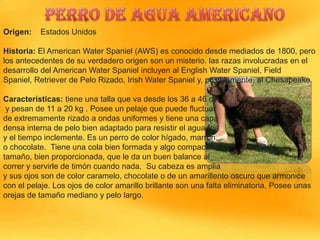 Origen:

Estados Unidos

Historia: El American Water Spaniel (AWS) es conocido desde mediados de 1800, pero
los antecedentes de su verdadero origen son un misterio. las razas involucradas en el
desarrollo del American Water Spaniel incluyen al English Water Spaniel, Field
Spaniel, Retriever de Pelo Rizado, Irish Water Spaniel y, posiblemente, al Chesapeake.
Características: tiene una talla que va desde los 36 a 46 cm
y pesan de 11 a 20 kg . Posee un pelaje que puede fluctuar
de extremamente rizado a ondas uniformes y tiene una capa
densa interna de pelo bien adaptado para resistir el agua fría
y el tiempo inclemente. Es un perro de color hígado, marrón,
o chocolate. Tiene una cola bien formada y algo compacta en
tamaño, bien proporcionada, que le da un buen balance al
correr y servirle de timón cuando nada. Su cabeza es amplia
y sus ojos son de color caramelo, chocolate o de un amarillento oscuro que armonice
con el pelaje. Los ojos de color amarillo brillante son una falta eliminatoria. Posee unas
orejas de tamaño mediano y pelo largo.

 