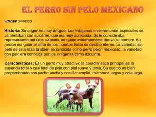 Origen: México
Historia: Su origen es muy antiguo. Los indígenas en ceremonias especiales se
alimentaban con su carne, que era muy apreciada. Se le consideraba
representante del Dios «Xolotl», de quien evidentemente deriva su nombre. Su
misión era guiar el alma de los muertos hacia su destino eterno. La variedad sin
pelo de esta raza también es conocida como perro pelón mexicano, la variedad
con pelo era conocida por los indígenas como itzcuintle.
Características: Es un perro muy atractivo; la característica principal es la
ausencia total o casi total de pelo con piel suave y tersa. Su cuerpo es bien
proporcionado con pecho ancho y costillar amplio, miembros largos y cola larga.

 