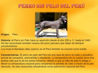 Origen:

Peru

Historia: el Perro sin Pelo hace su aparición desde el año 300 a. C. hasta el 1460.
Se han encontrado también huesos del perro peruano que datan de tiempos
precolombinos.
Los incas lo llamaban allqu (perro); en el Perú también se conoció como kaclla.
Características: El perro sin pelo del Perú es una raza de perro sin pelo y simpático
animal de compañía, extrovertido y obediente. La temperatura de su cuerpo tiene tres
grados más que la de los seres humanos, debido a que su falta de pelo lo obliga a
elevar su temperatura corporal para compensar la pérdida de calor a través de la piel
desnuda. Ha sido reconocido oficialmente como patrimonio nacional del Perú.

 