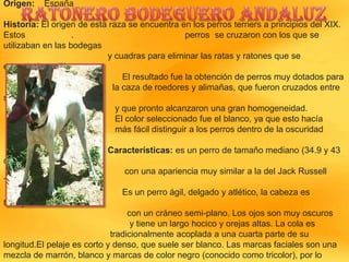 Origen:

España

Historia: El origen de esta raza se encuentra en los perros terriers a principios del XIX.
Estos
.
perros se cruzaron con los que se
utilizaban en las bodegas
y cuadras para eliminar las ratas y ratones que se
encontraban allí.
El resultado fue la obtención de perros muy dotados para
la caza de roedores y alimañas, que fueron cruzados entre
sí
y que pronto alcanzaron una gran homogeneidad.
El color seleccionado fue el blanco, ya que esto hacía
más fácil distinguir a los perros dentro de la oscuridad

Características: es un perro de tamaño mediano (34.9 y 43
cm).
con una apariencia muy similar a la del Jack Russell
Terrier,
Es un perro ágil, delgado y atlético, la cabeza es
triangular,
con un cráneo semi-plano. Los ojos son muy oscuros
y tiene un largo hocico y orejas altas. La cola es
tradicionalmente acoplada a una cuarta parte de su
longitud.El pelaje es corto y denso, que suele ser blanco. Las marcas faciales son una
mezcla de marrón, blanco y marcas de color negro (conocido como tricolor), por lo

 