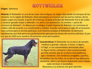 Origen: Alemania
Historia: El Rottweiler es una de las razas más antiguas. Su origen data desde los tiempos de los
romanos. En la región de Rottweil, éstos ejemplares se cruzaron con los perros nativos, de los
cuales surgió una mezcla. A partir de entonces, la tarea principal del Rottweiler fue la de cuidar
y conducir ganado mayor y defender a su amo y sus posesiones. Su nombre: « perro de
carnicero de Rottweil » lo obtuvo por la antigua ciudad imperial de Rottweil. Los carniceros lo
criaban sólo de acuerdo a su rendimiento y utilidad. Cuando a principios el siglo XX se buscaron
razas caninas para el servicio policíaco, se le hicieron pruebas al Rottweiler. Se demostró
rápidamente que éste perro era perfectamente apto para las tareas del servicio policíaco. Es por
eso que en 1910 se le nombró oficialmente como perro policía.
Características: El Rottweiler es un perro de tamaño
mediano a grande, robusto, ni tosco, ni ligero,
ni frágil, ni con extremidades demasiado altas.
Su figura fuerte, compacta y bien proporcionada
permite concluir que es un perro muy poderoso,
ágil y resistente. Con tendencia amigable y pacífica,
bondadoso con los niños, es un perro muy afectuoso,
obediente, dócil y con buena disposición para trabajar.
nada nervioso ni asustadizo.
Reacciona a su entorno con gran atención.

 