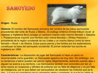 Origen: Rusia
Historia: El nombre del Samoyedo proviene del nombre de las tribus samoyedas
procedentes del norte de Rusia y Siberia.. El zoólogo británico Ernest Kilburn Scott al
regresar a Inglaterra llevó consigo un cachorro macho color marrón llamado « Sabarka
». Posteriormente importó una hembra color crema llamada « Whitey Petchora »
procedente de la región occidental de los Urales y un macho blanco como la nieve
llamado « Musti » de Siberia. Estos pocos perros y los traídos por los exploradores
constituyen la base del samoyedo occidental. El primer estándar fue escrito en
Inglaterra en 1909.
Características: La disposición de jugar del Samoyedo lo hace un perro no
recomendable como guardián; un Samoyedo agresivo es muy raro. Sin embargo, con
su tendencia a ladrar pueden ser perros vigías diligentemente, ladrando cuando algo o
alguien se acerca a su territorio. Los Samoyedos también son conocidos por ser un
tanto necios en ocasiones y difíciles de entrenar por su falta de diligencia y no por falta
de inteligencia, por lo que deben ser persuadidos de obedecer las órdenes que se le

 