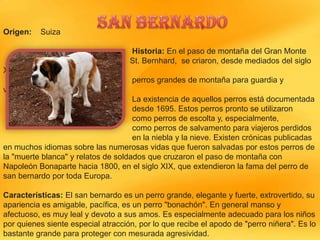 Origen:

Suiza

Historia: En el paso de montaña del Gran Monte
St. Bernhard, se criaron, desde mediados del siglo
XVII,
perros grandes de montaña para guardia y
vigilancia.
La existencia de aquellos perros está documentada
desde 1695. Estos perros pronto se utilizaron
como perros de escolta y, especialmente,
como perros de salvamento para viajeros perdidos
en la niebla y la nieve. Existen crónicas publicadas
en muchos idiomas sobre las numerosas vidas que fueron salvadas por estos perros de
la "muerte blanca" y relatos de soldados que cruzaron el paso de montaña con
Napoleón Bonaparte hacia 1800, en el siglo XIX, que extendieron la fama del perro de
san bernardo por toda Europa.
Características: El san bernardo es un perro grande, elegante y fuerte, extrovertido, su
apariencia es amigable, pacífica, es un perro "bonachón". En general manso y
afectuoso, es muy leal y devoto a sus amos. Es especialmente adecuado para los niños
por quienes siente especial atracción, por lo que recibe el apodo de "perro niñera". Es lo
bastante grande para proteger con mesurada agresividad.

 