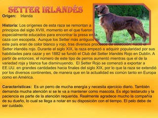 Origen:

Irlanda

Historia: Los orígenes de esta raza se remontan a
principios del siglo XVIII, momento en el que fueron
especialmente educados para encontrar la presa en la
caza con escopeta. Aunque los Setter más antiguos de
este país eran de color blanco y rojo, tras diversos procesos de selección, nació el
Setter irlandés rojo. Durante el siglo XIX, la raza empezó a adquirir popularidad por sus
habilidades para cazar y en 1882 se fundó el Club del Setter Irlandés Rojo en Dublín. A
partir de entonces, el número de este tipo de perros aumentó mientras que el de la
variedad roja y blanca fue disminuyendo. El Setter Rojo se comenzó a exportar a
EE.UU. en grandes cantidades hacia finales del siglo XIX, por lo que la raza se extendió
por los diversos continentes, de manera que en la actualidad es común tanto en Europa
como en América.
Características: Es un perro de mucha energía y necesita ejercicio diario. También
demanda mucha atención si se le va a mantener como mascota. Es algo testarudo y la
paciencia es parte de la atención requerida. Realmente agradece mucho la compañía
de su dueño, lo cual se llega a notar en su disposición con el tiempo. El pelo debe de
ser cuidado.

 