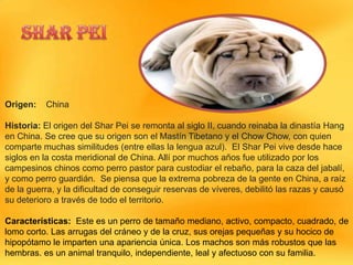 Origen:

China

Historia: El origen del Shar Pei se remonta al siglo II, cuando reinaba la dinastía Hang
en China. Se cree que su origen son el Mastín Tibetano y el Chow Chow, con quien
comparte muchas similitudes (entre ellas la lengua azul). El Shar Pei vive desde hace
siglos en la costa meridional de China. Allí por muchos años fue utilizado por los
campesinos chinos como perro pastor para custodiar el rebaño, para la caza del jabalí,
y como perro guardián. Se piensa que la extrema pobreza de la gente en China, a raíz
de la guerra, y la dificultad de conseguir reservas de víveres, debilitó las razas y causó
su deterioro a través de todo el territorio.

Características: Este es un perro de tamaño mediano, activo, compacto, cuadrado, de
lomo corto. Las arrugas del cráneo y de la cruz, sus orejas pequeñas y su hocico de
hipopótamo le imparten una apariencia única. Los machos son más robustos que las
hembras. es un animal tranquilo, independiente, leal y afectuoso con su familia.

 