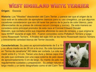 Origen:

Escocia

Historia: Los "Westies" descienden del Cairn Terrier, y parece ser que el origen de la
raza está en la selección de ejemplares blancos para su uso cinegético, ya que algunos
cazadores consideraron que era útil tener los perros de la jauría de color blanco, para
diferenciarlos de su presas de colores oscuro (conejos y zorros). De esta manera se
considera como principal promotor de esta raza al Coronel Edward Donald
Malcolm, que contaba entre sus mayores aficiones la caza de conejos, y que origina la
raza WHWT durante el siglo XIX. Fueron conocidos como Poltalloch Terriers y luego
como Roseneath Terriers. A finales del siglo XIX se les llamo Roseneath blanco Terriers
y brevemente variedad blanca del Terrier escocés.
Características: Su peso es aproximadamente de 5 a 11 kg
y su altura media es de 28 cm a la cruz. Su cola típicamente
en "forma de zanahoria" NO debe ser cortada. La cola suele
medir entre 6 y 14 cm. Tienen una dura y densa capa interna
de pelo que contrasta con una capa externa de pelo áspera
de aproximadamente 5 cm de largo. Su manto de pelo requiere
regularmente cuidados y preparación. Su pelaje natural es de
largo medio y un tanto desgreñado como el del Cairn Terrier.

 