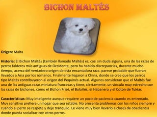 Origen: Malta
Historia: El Bichon Maltés (también llamado Maltés) es, casi sin duda alguna, una de las razas de
perros falderos más antiguas de Occidente, pero ha habido discrepancias, durante mucho
tiempo, acerca del verdadero origen de esta encantadora raza. parece probable que fueran
llevados a Asia por los romanos. Finalmente llegaron a China, donde se cree que los perros
tipo Maltés contribuyeron al origen del Pequinés actual. Algunos consideran que el Maltés fue
una de las antiguas razas miniatura francesas y tiene, ciertamente, un vínculo muy estrecho con
las razas de bichones, como el Bichon Frisé, el Boloñés, el Habanero y el Coton de Tuléar.
Características: Muy inteligente aunque requiere un poco de paciencia cuando es entrenado.
Muy sensitivo prefiere un hogar que sea estable. No presenta problemas con los niños siempre y
cuando al perro se respete y deje tranquilo. Le viene muy bien llevarlo a clases de obediencia
donde pueda socializar con otros perros.

 