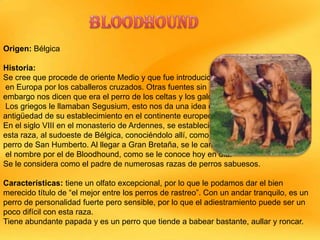Origen: Bélgica
Historia:
Se cree que procede de oriente Medio y que fue introducido
en Europa por los caballeros cruzados. Otras fuentes sin
embargo nos dicen que era el perro de los celtas y los galos.
Los griegos le llamaban Segusium, esto nos da una idea de la
antigüedad de su establecimiento en el continente europeo.
En el siglo VIII en el monasterio de Ardennes, se estableció
esta raza, al sudoeste de Bélgica, conociéndolo allí, como el
perro de San Humberto. Al llegar a Gran Bretaña, se le cambió
el nombre por el de Bloodhound, como se le conoce hoy en día.
Se le considera como el padre de numerosas razas de perros sabuesos.
Características: tiene un olfato excepcional, por lo que le podamos dar el bien
merecido título de “el mejor entre los perros de rastreo”. Con un andar tranquilo, es un
perro de personalidad fuerte pero sensible, por lo que el adiestramiento puede ser un
poco difícil con esta raza.
Tiene abundante papada y es un perro que tiende a babear bastante, aullar y roncar.

 