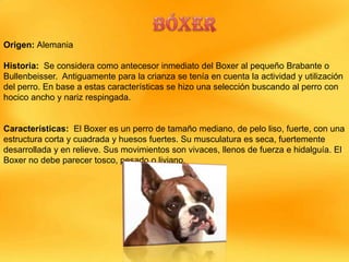 Origen: Alemania
Historia: Se considera como antecesor inmediato del Boxer al pequeño Brabante o
Bullenbeisser. Antiguamente para la crianza se tenía en cuenta la actividad y utilización
del perro. En base a estas características se hizo una selección buscando al perro con
hocico ancho y nariz respingada.

Características: El Boxer es un perro de tamaño mediano, de pelo liso, fuerte, con una
estructura corta y cuadrada y huesos fuertes. Su musculatura es seca, fuertemente
desarrollada y en relieve. Sus movimientos son vivaces, llenos de fuerza e hidalguía. El
Boxer no debe parecer tosco, pesado o liviano.

 