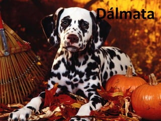 Dálmata
 