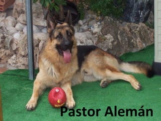 Pastor Alemán
 