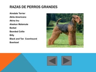 RAZAS DE PERROS GRANDES 
Airedale Terrier 
Akita Americano 
Akina Inu 
Alaskan Malamute 
Barbet 
Bearded Collie 
Billy 
Black and Tan Coonhound 
Boerboel 
 